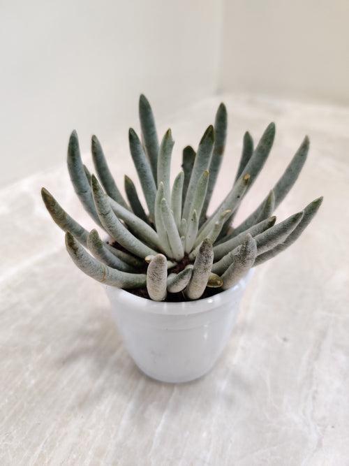 Senecio Scaposus Succulent