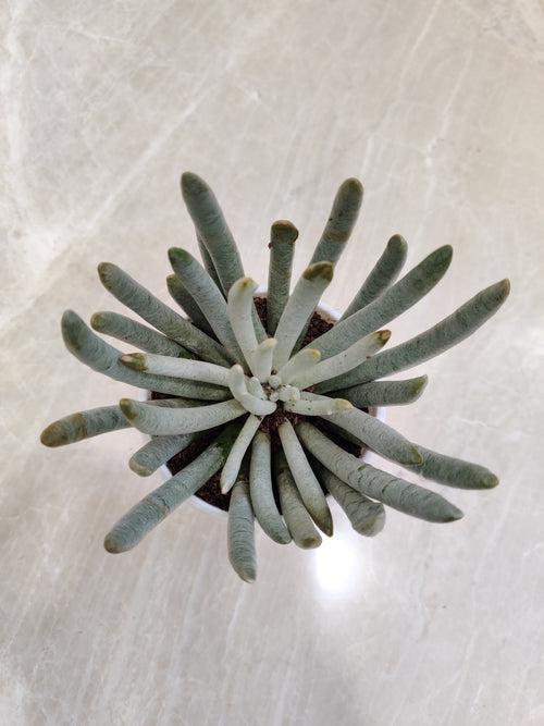 Senecio Scaposus Succulent