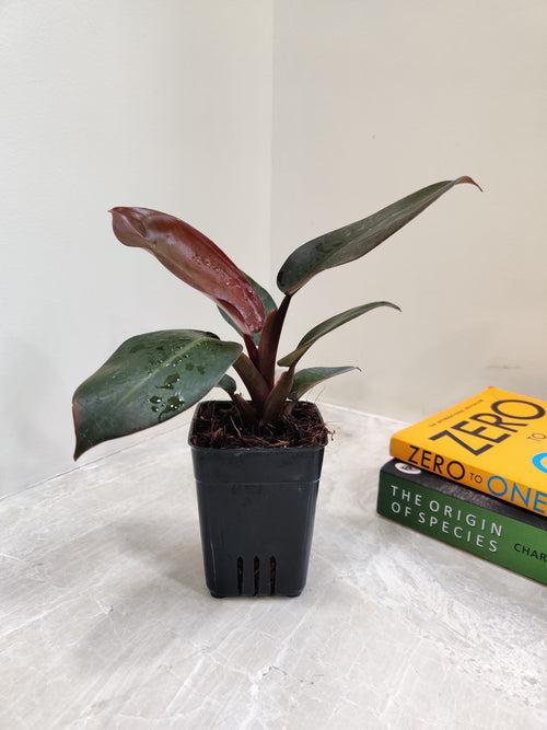 Philodendron Black Cardinal Plant (Small)