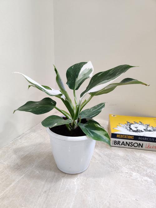 Philodendron White Princess Plant