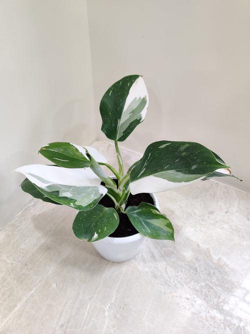 Philodendron White Princess Plant