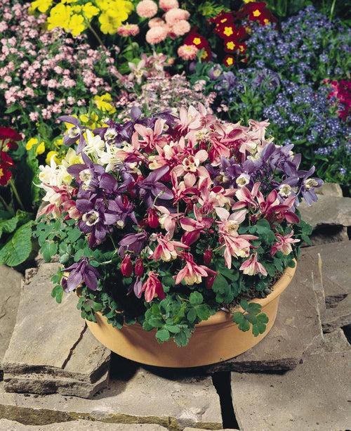 Aquilegia Cameo Mix Flower Seeds