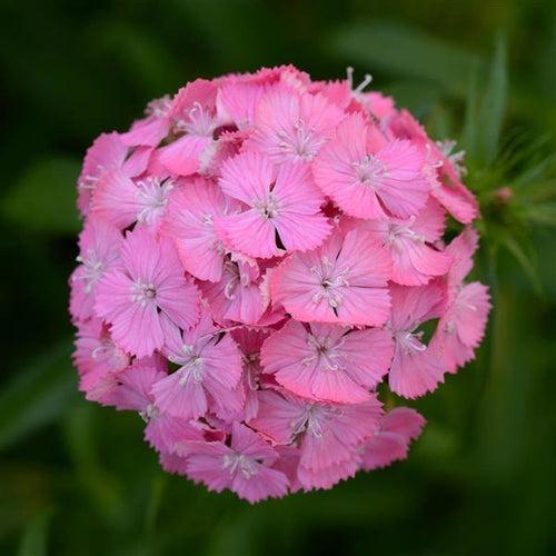 Dianthus Sweet Deep Pink Maxine Flower Seeds