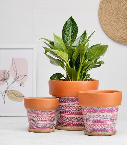 'Basica' Pink Terracotta Plant Pots Combo with Wooden Bottom Tray