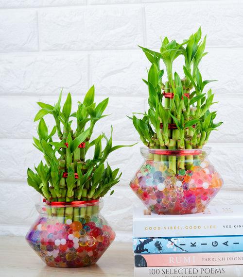 3 Layer Lucky Bamboo Combo