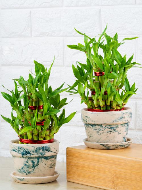 3 Layer Lucky Bamboo Combo