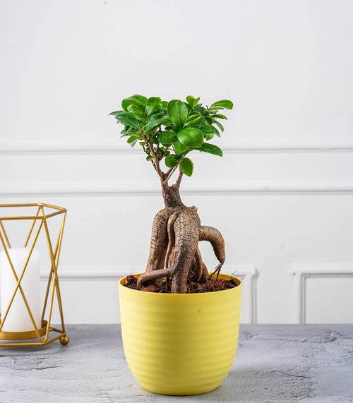 Ficus Grafted Bonsai (2 yrs old)