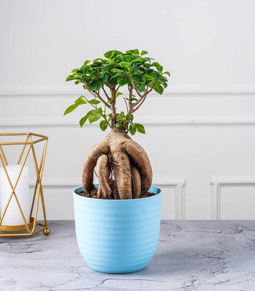 Ficus Grafted Bonsai (2 yrs old)