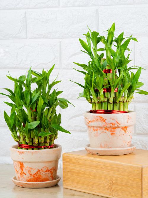 3 Layer Lucky Bamboo Combo