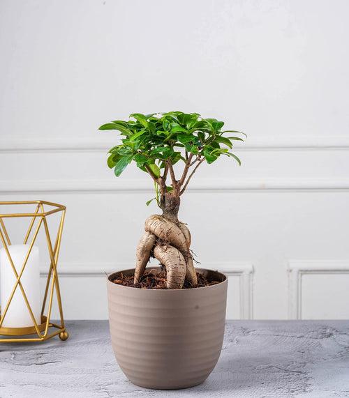 Ficus Grafted Bonsai (2 yrs old)