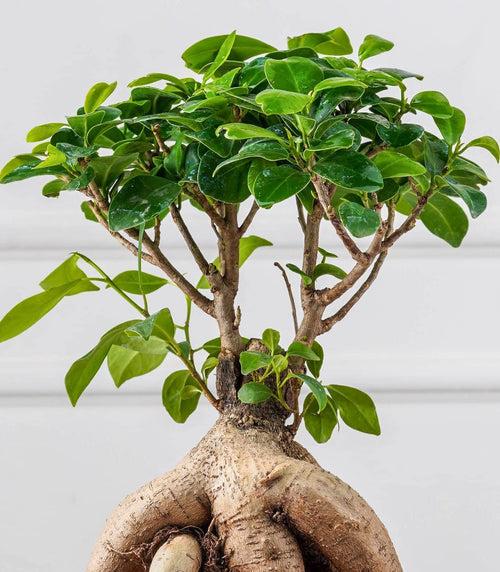 Ficus Grafted Bonsai (2 yrs old)