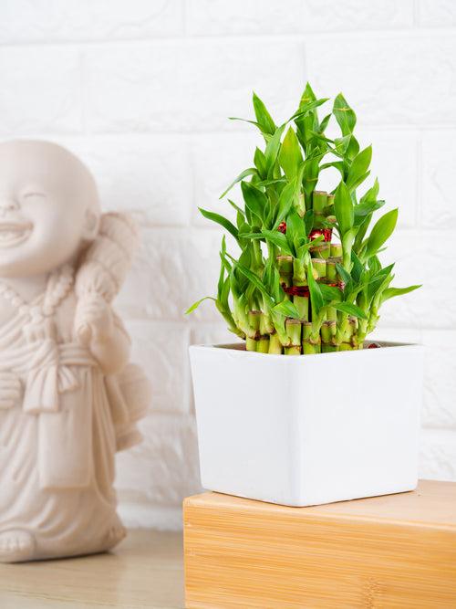 3 Layer Lucky Bamboo Combo