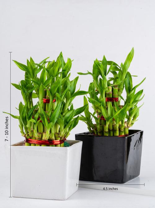 3 Layer Lucky Bamboo Combo