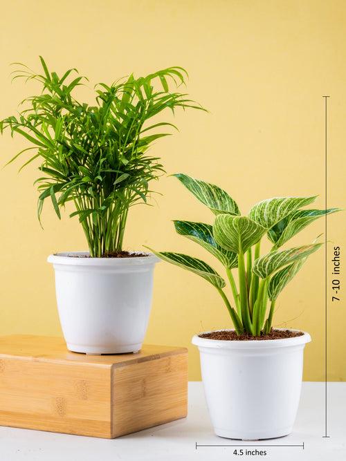 Trendy Oxygen Plants Combo (Bamboo Palm & Philodendron Birkin)