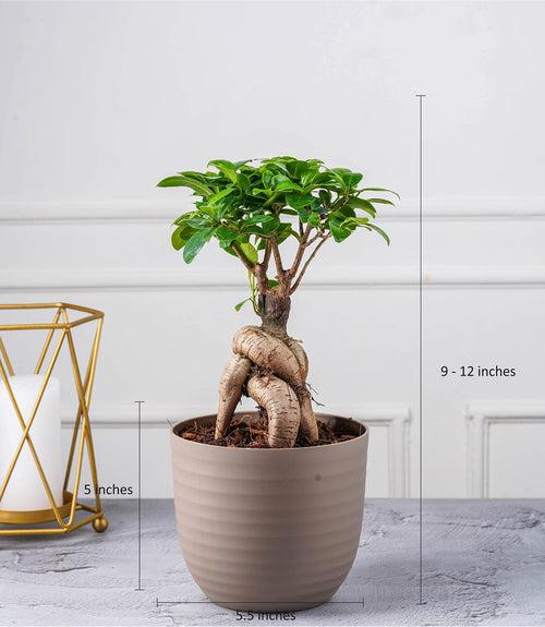 Ficus Grafted Bonsai (2 yrs old)