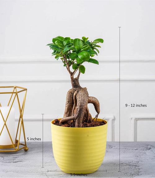 Ficus Grafted Bonsai (2 yrs old)