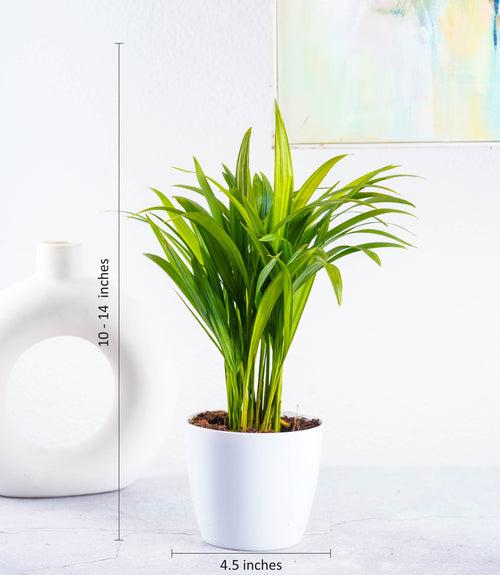 Air Purifying Plants Combo (Areca Palm & Snake Plant) in Glossy Fiber Pots
