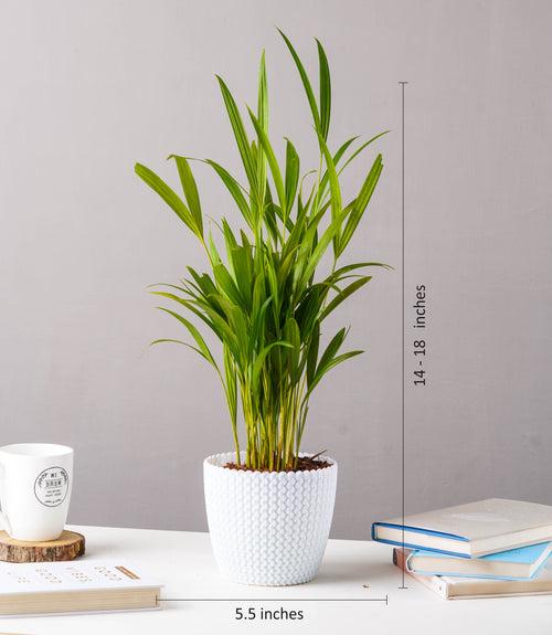 Areca Palm Plant (Size: Large)