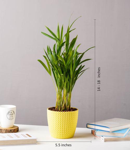 Areca Palm Plant (Size: Large)