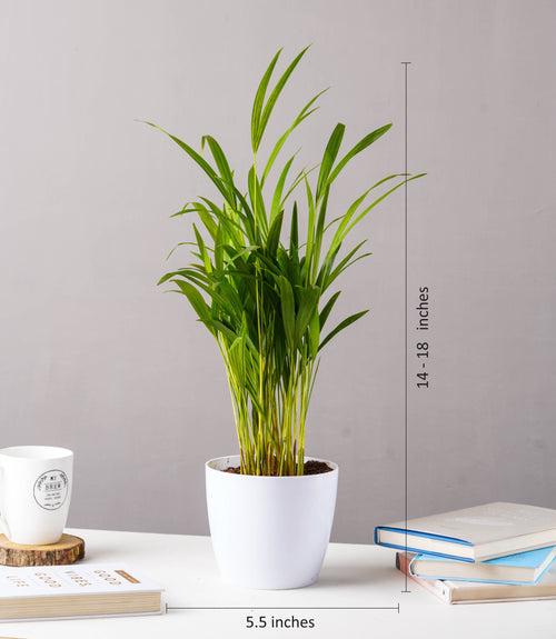 Areca Palm Plant (Size: Large)