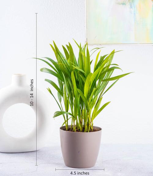 Air Purifying Plants Combo (Areca Palm & Snake Plant) in Glossy Fiber Pots