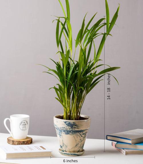 Areca Palm Plant (Size: Large)