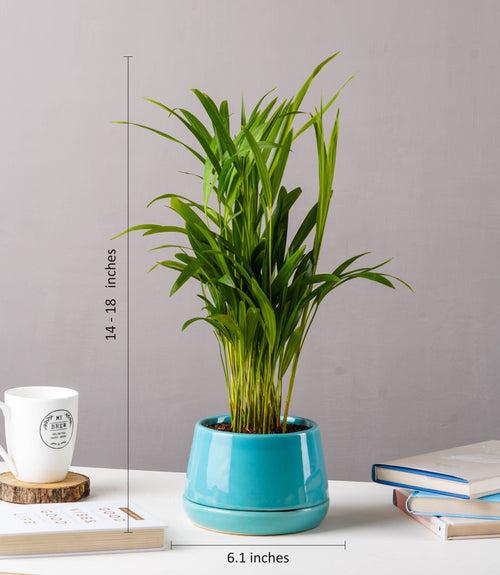 Areca Palm Plant (Size: Large)