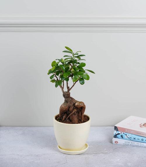 Ficus Grafted Bonsai (2 yrs old)