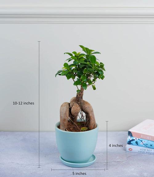 Ficus Grafted Bonsai (2 yrs old)