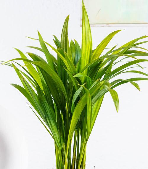 Areca Palm Plant (Size: Large)