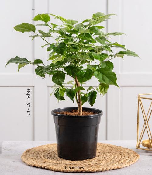 Radermachera (China Doll) Plant
