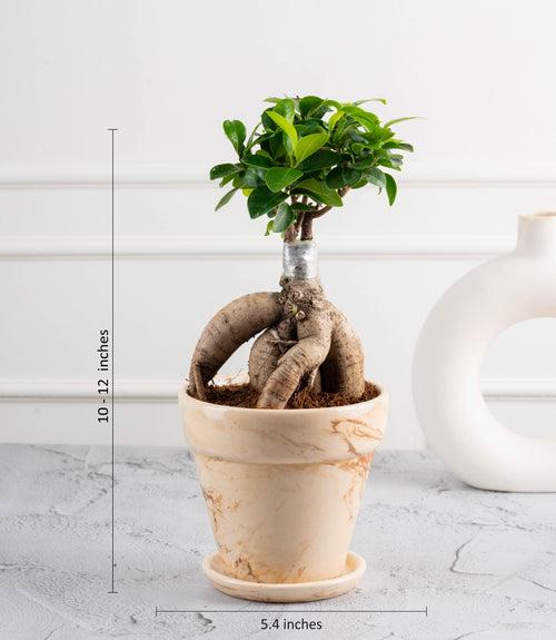 Ficus Grafted Bonsai (2 yrs old)