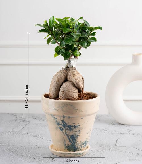 Ficus Grafted Bonsai (3 yrs old)