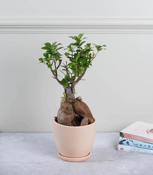 Ficus Grafted Bonsai (3 yrs old)