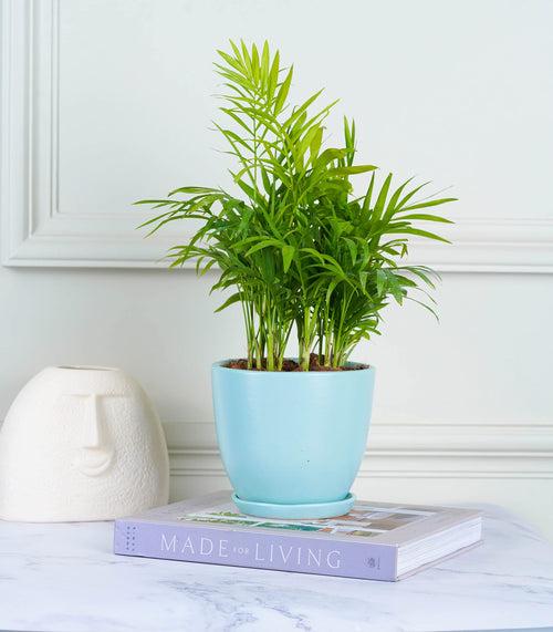 Areca Palm Plant (Size: Large)