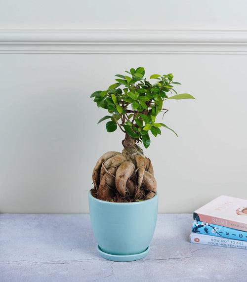 Ficus Grafted Bonsai (3 yrs old)