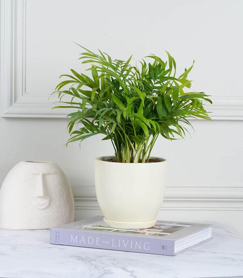 Areca Palm Plant (Size: Large)