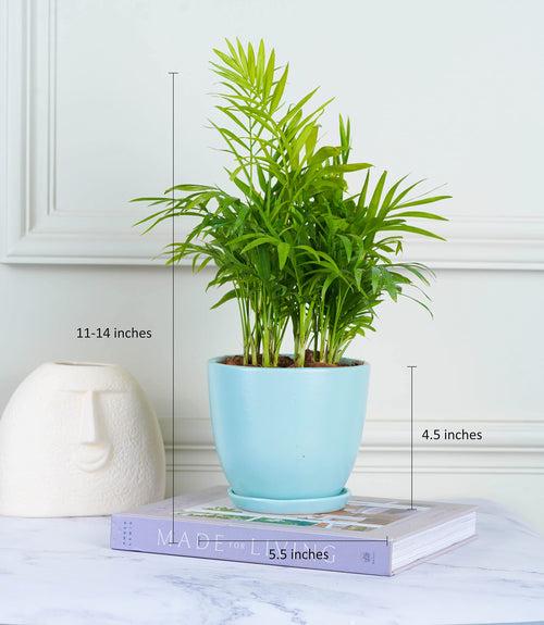 Areca Palm Plant (Size: Large)