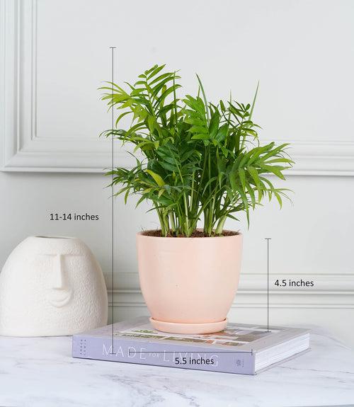 Areca Palm Plant (Size: Large)