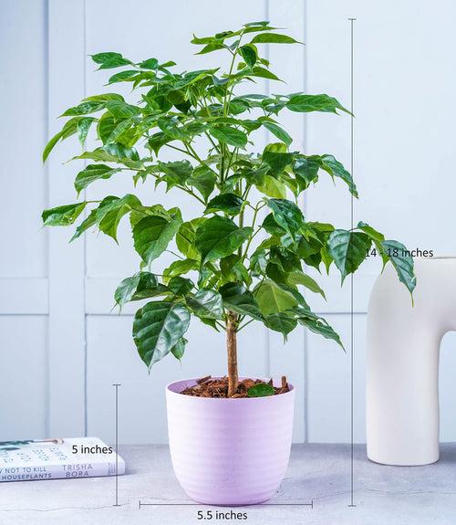 Radermachera (China Doll) Plant
