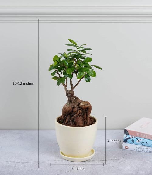 Ficus Grafted Bonsai (2 yrs old)