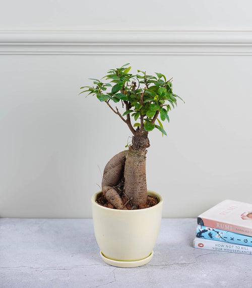 Ficus Grafted Bonsai (3 yrs old)