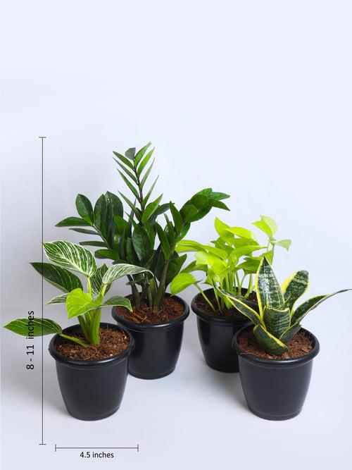 Indoor Houseplant Combo (Snake, ZZ, Birkin & Scindapsus Gold)