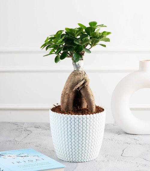 Ficus Grafted Bonsai (3 yrs old)