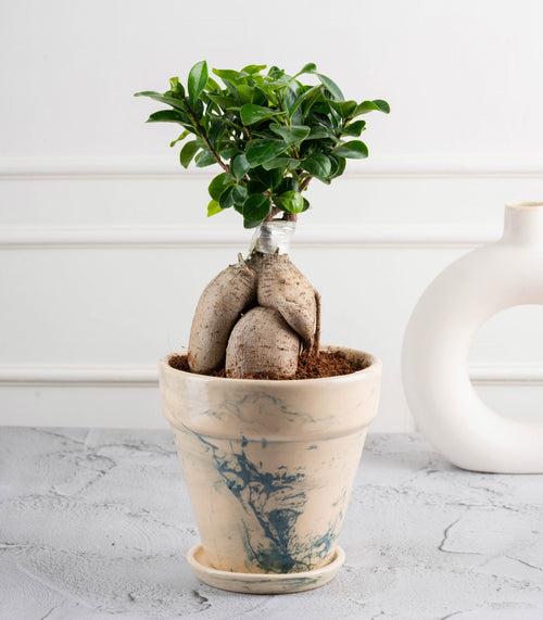 Ficus Grafted Bonsai (3 yrs old)