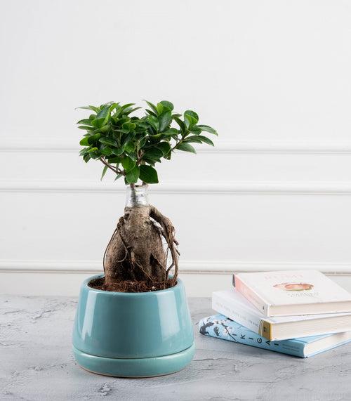 Ficus Grafted Bonsai (3 yrs old)