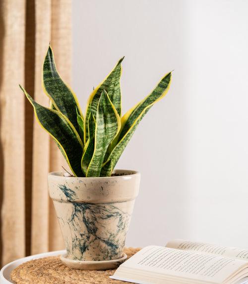 Sansevieria Futura Superba Snake Plant