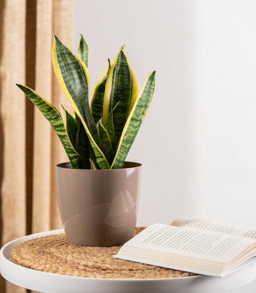 Sansevieria Futura Superba Snake Plant