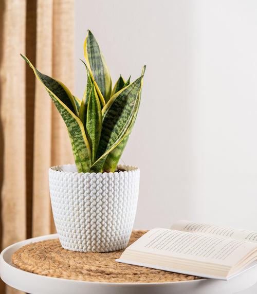 Sansevieria Futura Superba Snake Plant