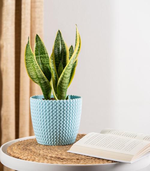 Sansevieria Futura Superba Snake Plant